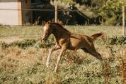 Poney français de selle 