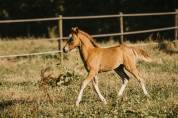 Poney français de selle 