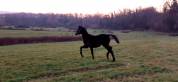 Poulain Mâle KWPN Dressage