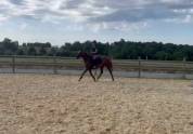 Ponette D de sport 