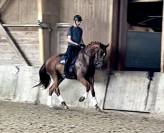 À vendre hongre SF 6 ans origine dressage 