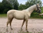 Pouliche palomino