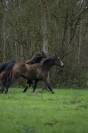 Pension pour chevaux proche d'Angers