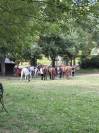 Pension pour chevaux proche d'Angers