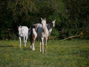 Pension pour chevaux proche d'Angers