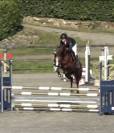 Cheval de sport 4 ans 