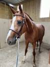Cheval de sport 4 ans 
