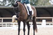 DP sur cheval de dressage 