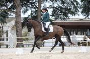 DP sur cheval de dressage 