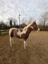 Pouliche Paint Horse 