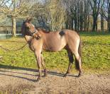 hongre SF dressage sport loisir