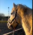 Poney de club de 10 ans d'1m40