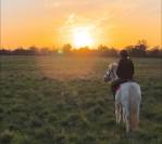 Poney de club de 10 ans d'1m40