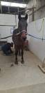 Grand cheval a vendre