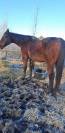 Grand cheval a vendre