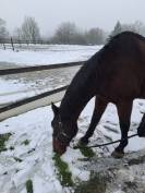 Grand cheval a vendre