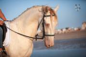 Cheval Pure Race Espagnole 3 ans crème + perle