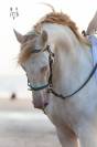 Cheval Pure Race Espagnole 3 ans crème + perle
