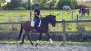 Cheval Lusitanien PP 6 ans