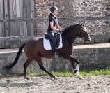 Cheval Lusitanien PP 6 ans