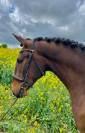 Gelding Lusitano For sale 2019 Bay