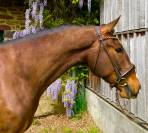 Gelding Lusitano For sale 2019 Bay