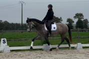 Jument Lusitanienne PP 5 ans
