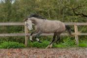 Merrie Lusitano Te koop 2020 Schimmel ,  Jasmim plus