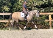 Merrie Lusitano Te koop 2020 Schimmel ,  Jasmim plus