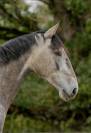 Merrie Lusitano Te koop 2020 Schimmel ,  Jasmim plus