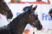 Pouliche 2024 dressage SF kjento