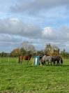 Pension pré chevaux Calvados