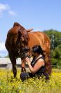 pensions pour chevaux