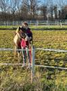 Poney mâle, 2ans