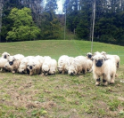 Nuit tranquille dans G&icirc;te &eacute;questre