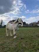 welsh x - gentil poney polyvalent 