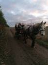 Percheronne pleins papiers 