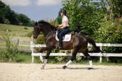 hongre KWPN dressage