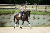 hongre KWPN dressage