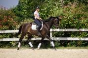 hongre KWPN dressage