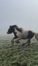 Saillie étalon de loisir IRISH COB