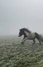 Saillie étalon de loisir IRISH COB