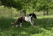 Saillie étalon de loisir IRISH COB