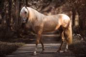 Nene Olivares étalon PRE palomino