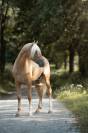 Nene Olivares étalon PRE palomino