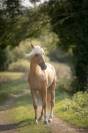 Nene Olivares étalon PRE palomino