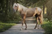 Nene Olivares étalon PRE palomino