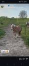 Haflinger x freiberger franches -montagnes 