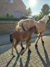 Haflinger x freiberger franches -montagnes 