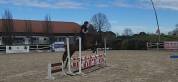 Pony da dressage 